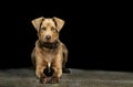 Dog portrait, young brown, looking, cute, black background