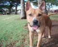 Dog poses for camera at Waihikuli Beach Park in Maui