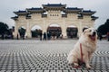 Dog poses infront of Chiang Kai Shek Memorial Hall Royalty Free Stock Photo