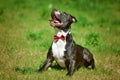 Dog posing in green grass. He is black and white staffordshire terrier Royalty Free Stock Photo
