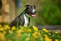 Dog posing in green grass. He is black and white staffordshire terrier Royalty Free Stock Photo