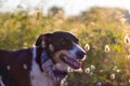 Dog posing loose with ears of wheat and nice lighting