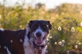 Dog posing loose with ears of wheat and nice lighting