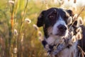Dog posing loose with ears of wheat and nice lighting