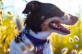 Dog posing loose with ears of wheat and nice lighting