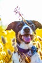 Dog posing loose with ears of wheat and nice lighting