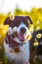 Dog posing loose with ears of wheat and nice lighting