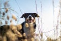 Dog posing loose with ears of wheat and nice lighting