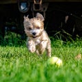 Dog Pouncing at ball Royalty Free Stock Photo