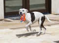 Dog prancing with toy