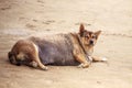 Dog pregnant.Thick dog. Royalty Free Stock Photo