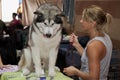 Handler preparing his Husky dog