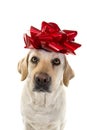 DOG PRESENT. LABRADOR WITH A BIG RED BOW ON HEAD. PUPPY OR PET GIFT FOR CHRISTMAS OR BIRTHDAY CONCEPT. ISOLATED SHOT AGAINST