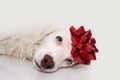 Dog present. Puppy celebrating birthday, christmas or anniversary with a red ribbon on head. Sad or tired expression. Isolated on Royalty Free Stock Photo