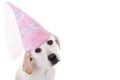 Dog Princess Royalty Free Stock Photo