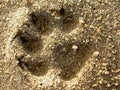 Dog Print in the Sand