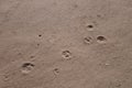 Dog prints in the sand