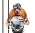 Dog in prison.