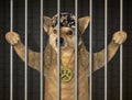 Dog prisoner in jail Royalty Free Stock Photo