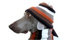 A dog profile with hat and scarf