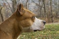 Dog Profile Portrait - Stafford