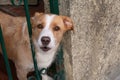 Brown and white dog with head through metal railings in garden gate.