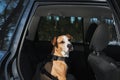 Dog wearing protective harness buckled to a car safety belt. Safe travelling or commuting by car with pets