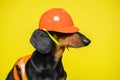 Dog in protective orange construction helmet, vest sideways. Master for an hour