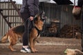 Protective training of German shepherd dog. Shepherd black and red color of working breeding from kennel. Dog protects its owner Royalty Free Stock Photo