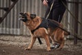 Protective training of German shepherd dog. Shepherd black and red color of working breeding from kennel. Dog protects its owner Royalty Free Stock Photo