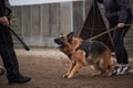 Protective training of German shepherd dog. Shepherd black and red color of working breeding from kennel. Dog protects its owner Royalty Free Stock Photo