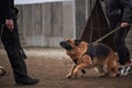 Protective training of German shepherd dog. Shepherd black and red color of working breeding from kennel. Dog protects its owner Royalty Free Stock Photo