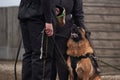 Protective training of German shepherd dog. Shepherd black and red color of working breeding from kennel. Dog protects its owner Royalty Free Stock Photo