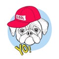 Dog pug in blue sunglasses and a red cap with the inscription cool. And the slogan YO. Vector illustration for t-shirt