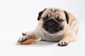 Dog pug breed eating Dog treats feeling happiness and enjoy