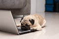 Dog Pug breed lying on computer laptop feeling so tried and lazy for work