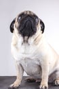 Dog pug close-up with sad brown eyes looking up. Portrait on white background Royalty Free Stock Photo