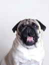 Dog pug close-up with sad brown eyes yawning. Portrait on white background Royalty Free Stock Photo
