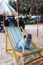 Dog Pug cute smile pretty blue shirt. Sit on a blue beach chair