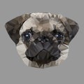 Dog Pug Royalty Free Stock Photo
