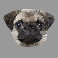 Dog Pug