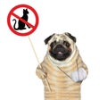 Dog pug holds cat prohibition sign