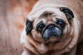 Dog Pug Looking Into Camera Royalty Free Stock Photo