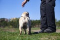 Dog pug and man on the grass Royalty Free Stock Photo