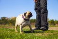 Dog pug and man on the grass Royalty Free Stock Photo