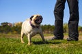 Dog pug and man on the grass Royalty Free Stock Photo