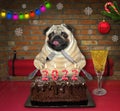 Dog pug eats 2022 cake in restaurant