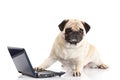 Dog pugdog computer isolated on white background laptop internet