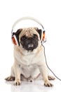 Dog pugdog with headphone isolated on white background listening to music Royalty Free Stock Photo