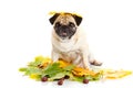 Dog pugdog isolated on white background, autumn leaves